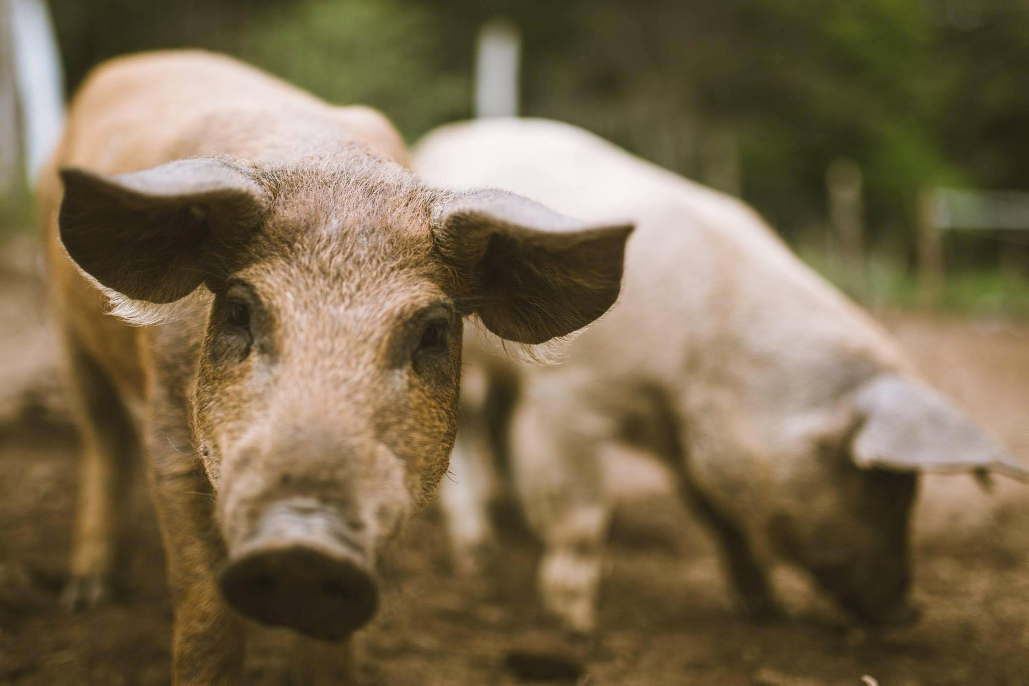 bonne-table-privas-boria-cochon